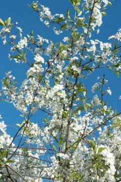 White cherry flowers Foto stock