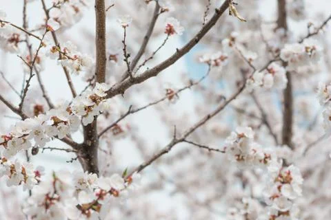 White cherry flowers Stock-Fotos