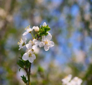 White cherry flowers Stock Photos