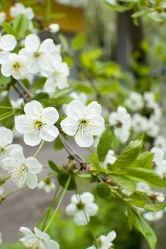 White cherry flowers Stock Photos