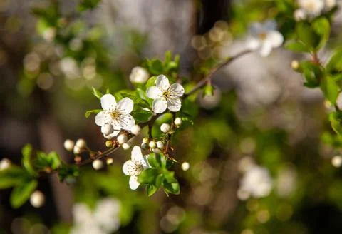 White cherry flowers Stockfoto's
