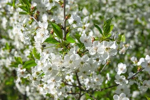 White cherry flowers Stock Photos
