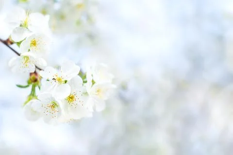 White cherry flowers. Selective focus, bokeh and blur. Copyspace Stock Photos
