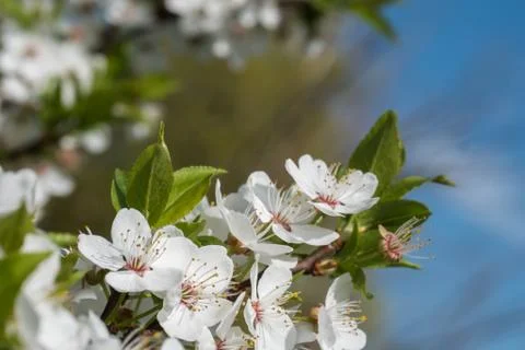 White cherry flowers spring bloom with blue sky on background. Close up artis Stock Photos
