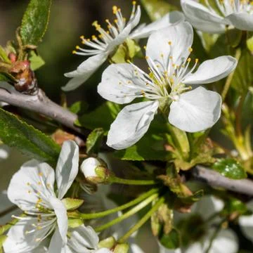 White cherry flowers spring bloom. Close up artistic shot Stock Photos