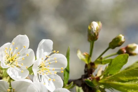 White cherry flowers spring bloom. Close up artistic shot Stock Photos