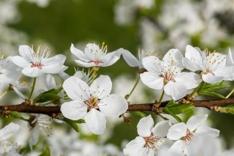 White cherry flowers spring bloom. Close up artistic shot Stock Photos