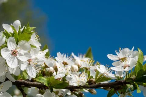 White cherry flowers spring bloom with blue sky on background. Close up artis Stock Photos
