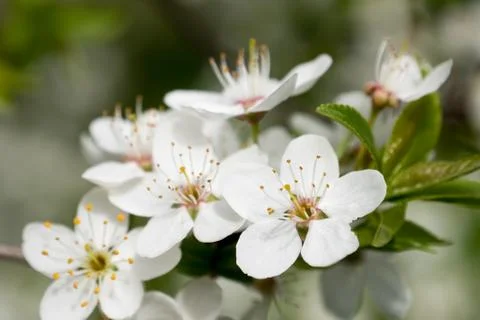 White cherry flowers spring bloom. Close up artistic shot Stock Photos
