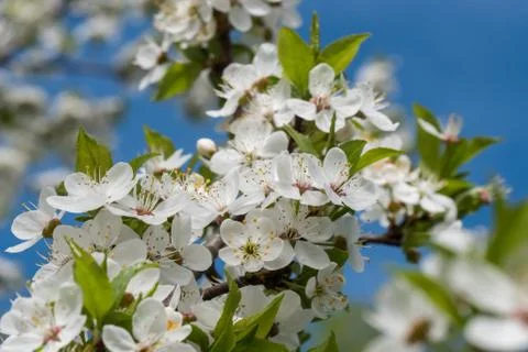 White cherry flowers spring bloom with blue sky on background. Close up artis Stock Photos