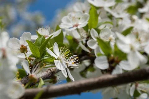 White cherry flowers spring bloom with blue sky on background. Close up artis Stock Photos