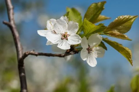 White cherry flowers spring bloom with blue sky on background. Close up artis Stock Photos