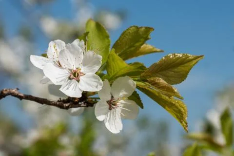 White cherry flowers spring bloom with blue sky on background. Close up artis Stock Photos