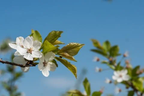 White cherry flowers spring bloom with blue sky on background. Close up artis Stock Photos
