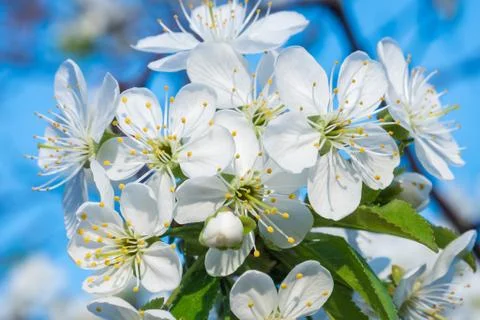 White cherry flowers spring bloom with blue sky on background. Close up artis Stock Photos