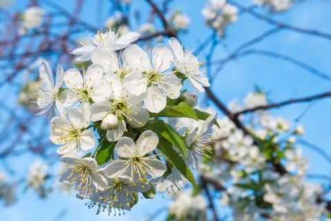 White cherry flowers spring bloom with blue sky on background. Close up artis Stock Photos