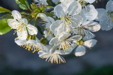 White cherry flowers spring bloom on dark gray background. Close up artistic Stock Photos