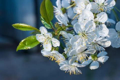 White cherry flowers spring bloom on dark gray background. Close up artistic Stock Photos