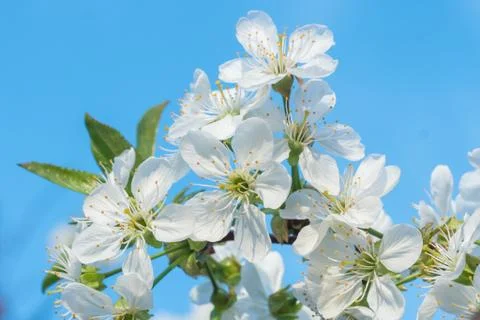 White cherry flowers spring bloom with blue sky on background. Close up artis Stock Photos