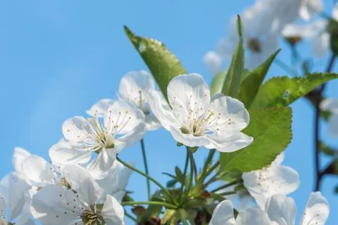 White cherry flowers spring bloom with blue sky on background. Close up artis Stock Photos