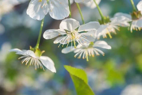White cherry flowers spring bloom. Close up artistic shot Stock Photos