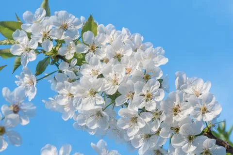 White cherry flowers spring bloom with blue sky on background. Close up artis Stock Photos