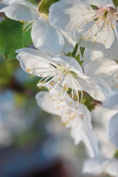 White cherry flowers spring bloom. Close up artistic shot Stock Photos