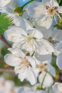 White cherry flowers spring bloom. Close up artistic shot Stock Photos