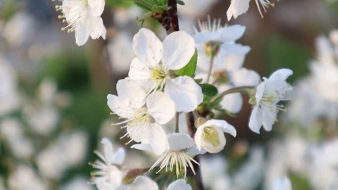 White cherry flowers. Spring flowering garden trees. The spring Vídeo Stock 128409292