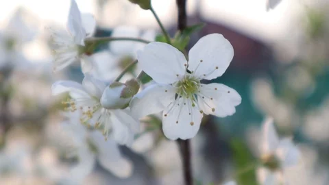 White cherry flowers. Spring flowering garden trees. The spring Vídeo Stock 129043270