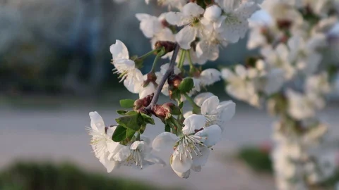White cherry flowers. Spring flowering garden trees. The spring Vídeo Stock 129043280