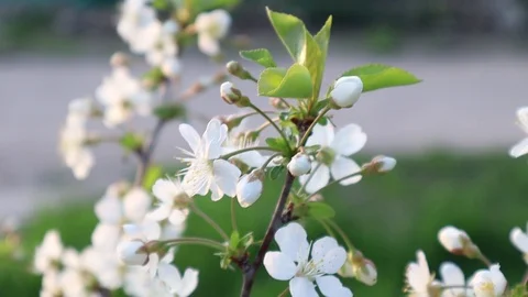 White cherry flowers. Spring flowering garden trees. The spring Vídeo Stock 129694495