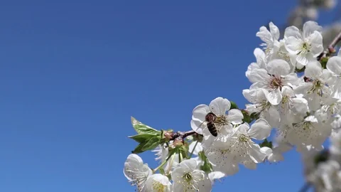 White cherry flowers. Spring garden flowering trees. The spring time Vídeo Stock 128506529