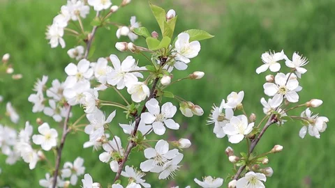 White cherry flowers. Spring garden flowering trees. The spring time Stock Footage 128506606