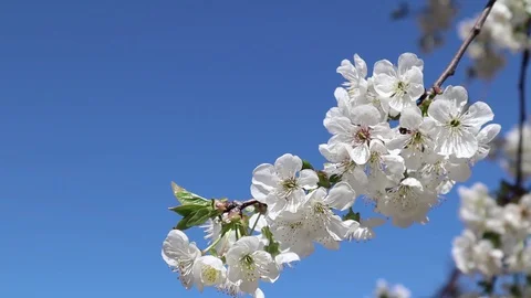 White cherry flowers. Spring garden flowering trees. The spring Vídeo Stock 129044945