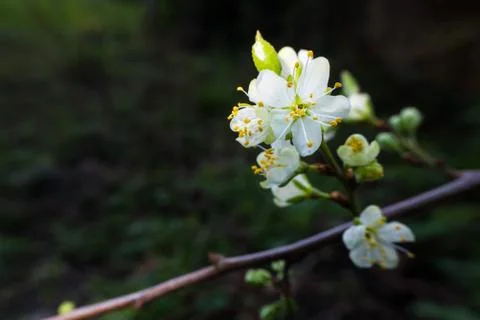White Cherry Flowers in Spring Stock Photos