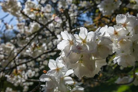 White cherry Flowers in spring Stock Photos