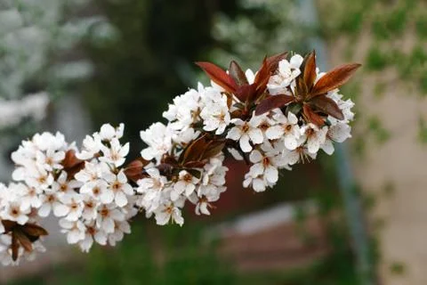 White cherry flowers on spring time. shallow DOF Stock Photos