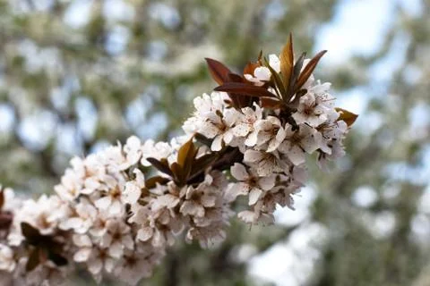 White cherry flowers on spring time. shallow DOF Stock Photos