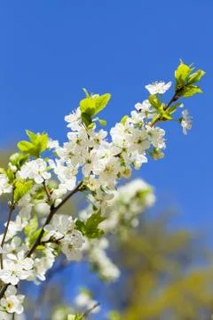 White cherry flowers on spring time Fotos Stock