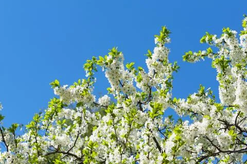 White cherry flowers on spring time Fotos Stock