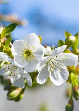 White cherry flowers on spring. Vertical photo. 스톡 사진