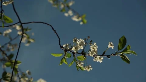 White cherry flowers on a tree against a blue sky Stock Footage 97867785