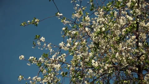 White cherry flowers on a tree against a blue sky Stock Footage 97869921