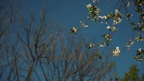 White cherry flowers on a tree against a blue sky Stock Footage 97870927