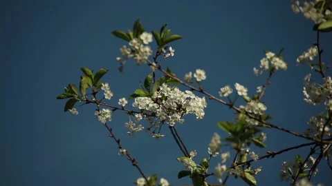 White cherry flowers on a tree against a blue sky Stock Footage 97871349