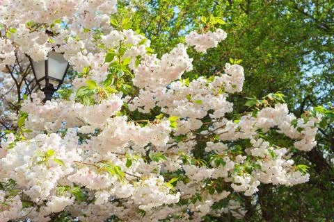 White cherry flowers on tree branch in spring garden with soft sun light an.. Stock Photos