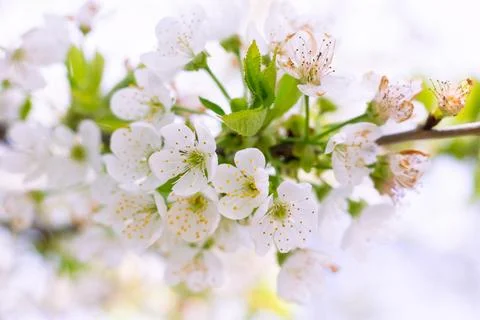 White cherry flowers on a tree on a spring day. Beautiful light floral back.. Stock Photos