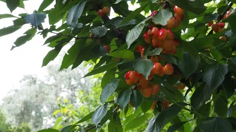 White cherry Stock Footage 93110880