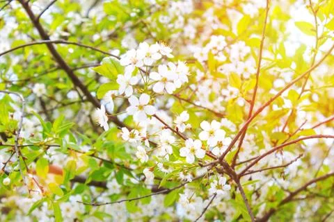 White cherry or apple tree flowers in spring Stock Photos